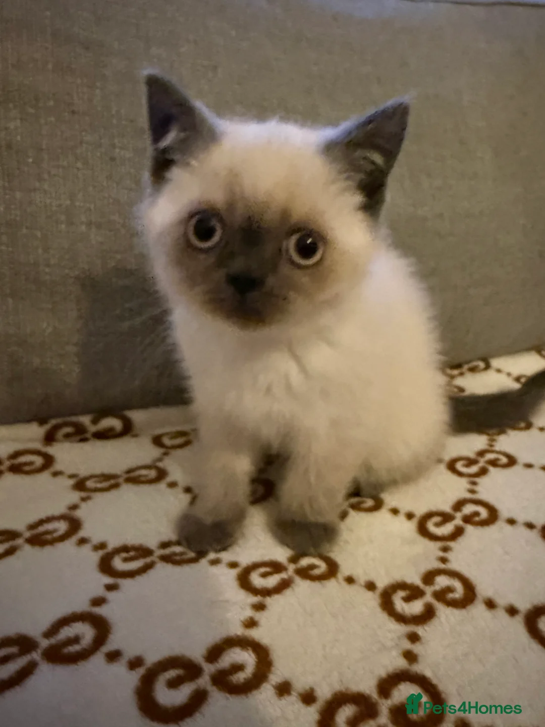 British Shorthair cats for sale: Very beautiful cats in Orpington - Advert 2
