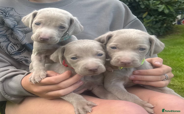 Weimaraner dogs - Advert 5