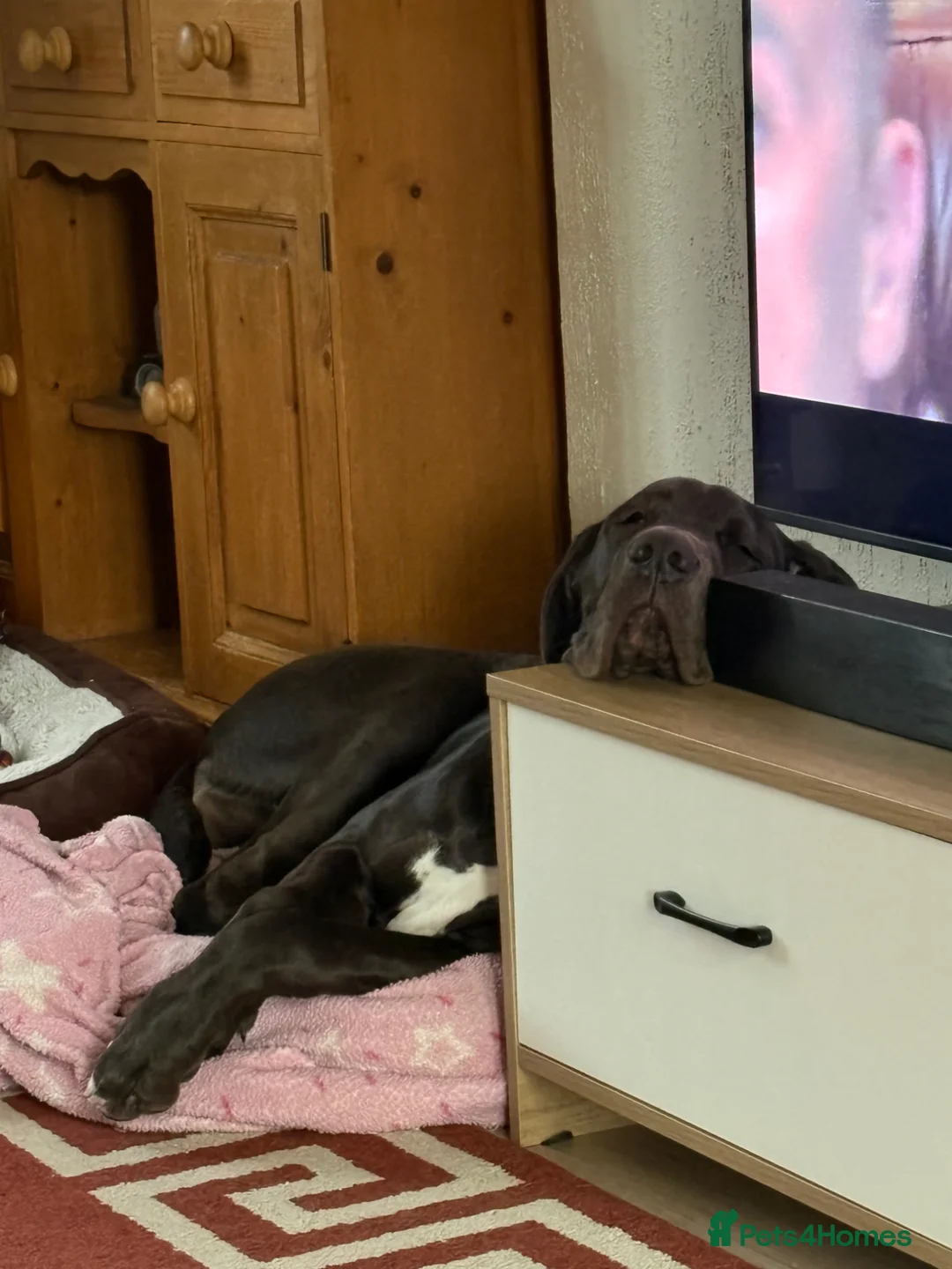 Great Dane dogs for sale: 6 month old Great Dane black  bitch - Advert 2