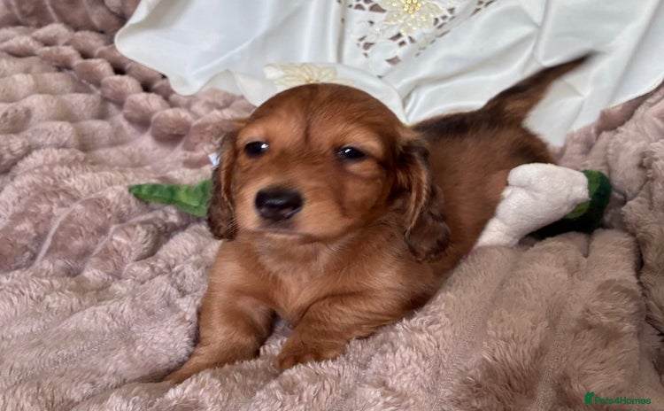 Dachshund dogs - Advert 1