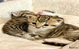 British Shorthair cats for sale: Bella’s Kittens  - Image 4