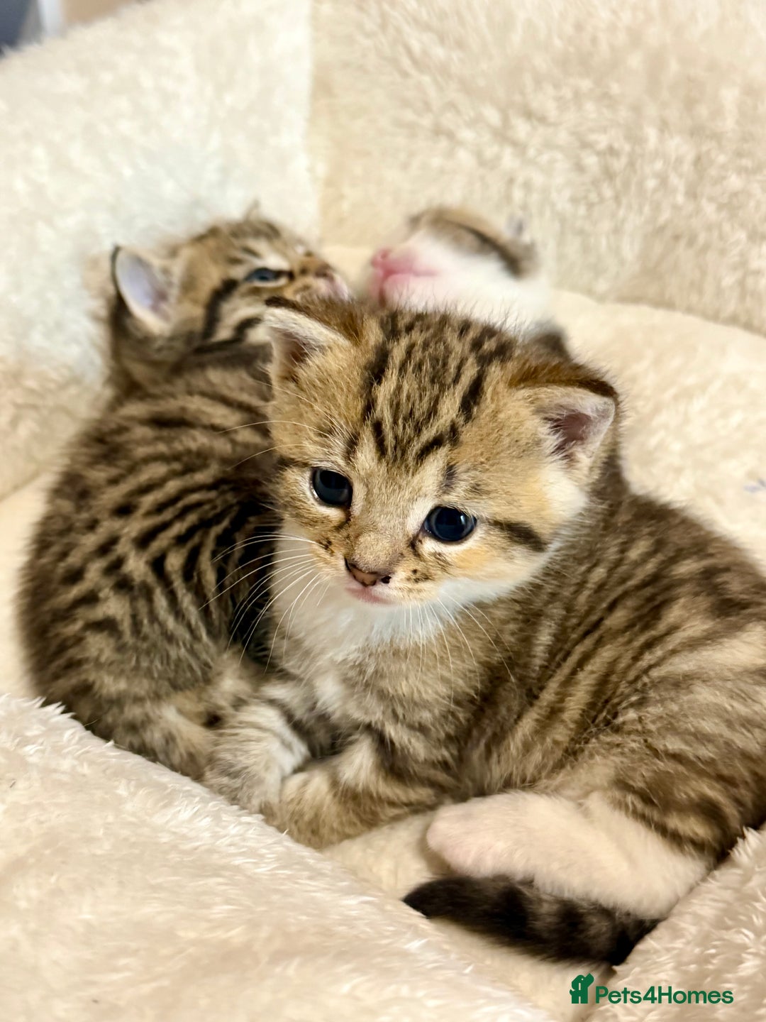 British Shorthair cats for sale: Bella’s Kittens  - Image 4
