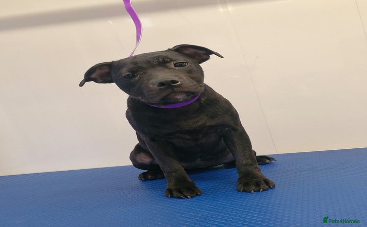 Staffordshire Bull Terrier dogs - Advert 3