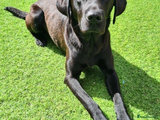 Labrador Retriever dogs in Loughborough - Advert 13