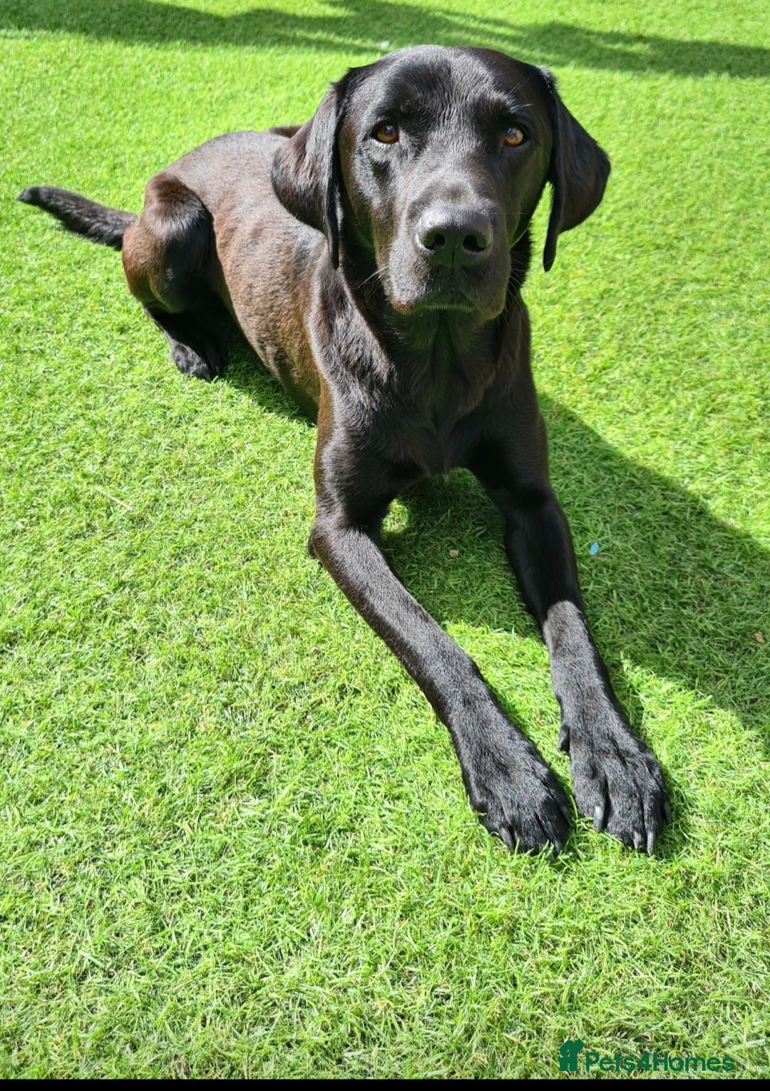 Labrador Retriever dogs for stud: Black kc registered stud proven  in Loughborough - Advert 1