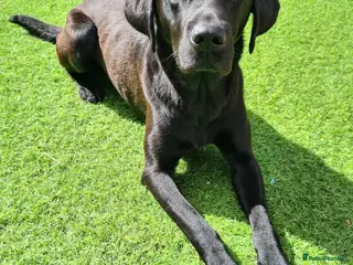 Labrador Retriever dogs Black kc registered stud proven in Loughborough - Advert 22