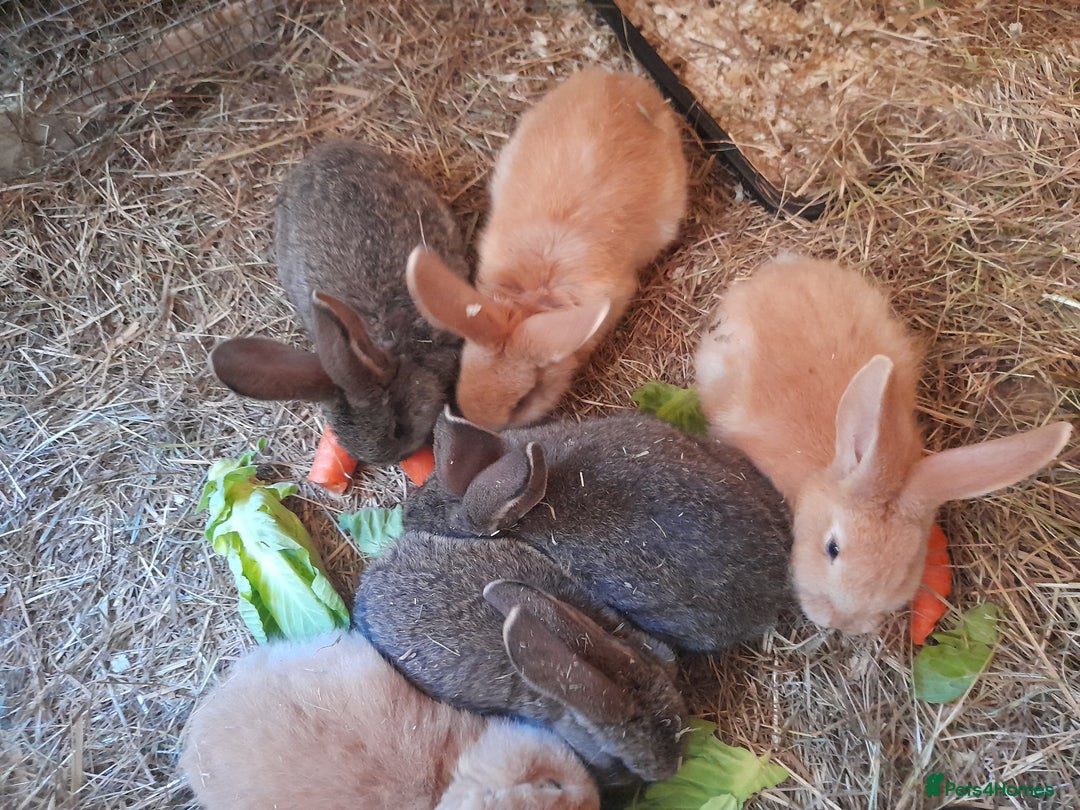 Continental Giant rabbits for sale: Beautiful Pure Continental Giant Babies - Advert 3