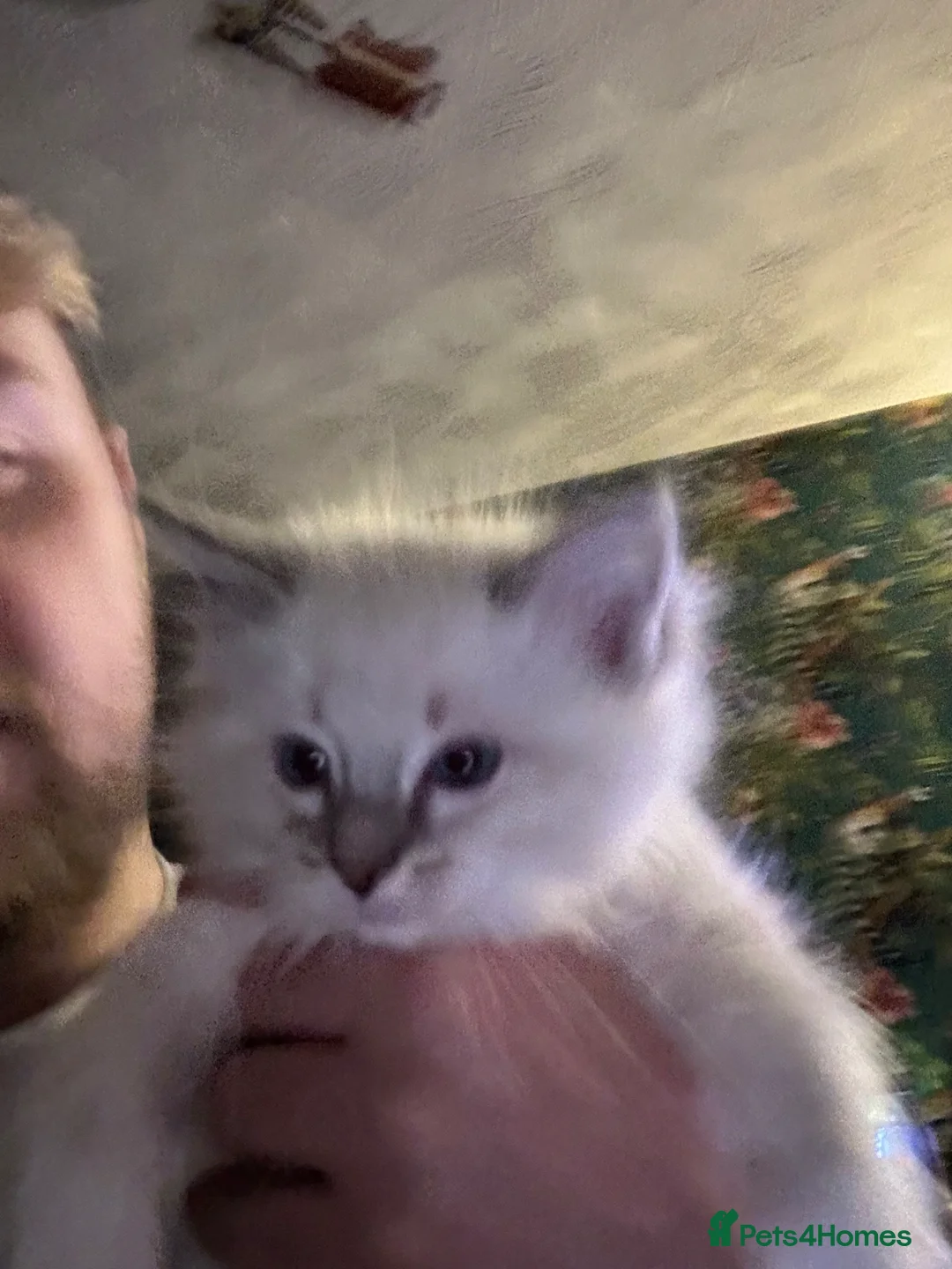 Ragdoll cats for sale: Julie in Bonnybridge - Advert 2