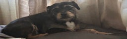Mixed Breed dogs for stud: Proven 5yr old Jack Tzu for stud - Advert 6