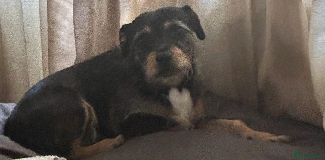 Mixed Breed dogs for stud: Proven 5yr old Jack Tzu for stud - Advert 6