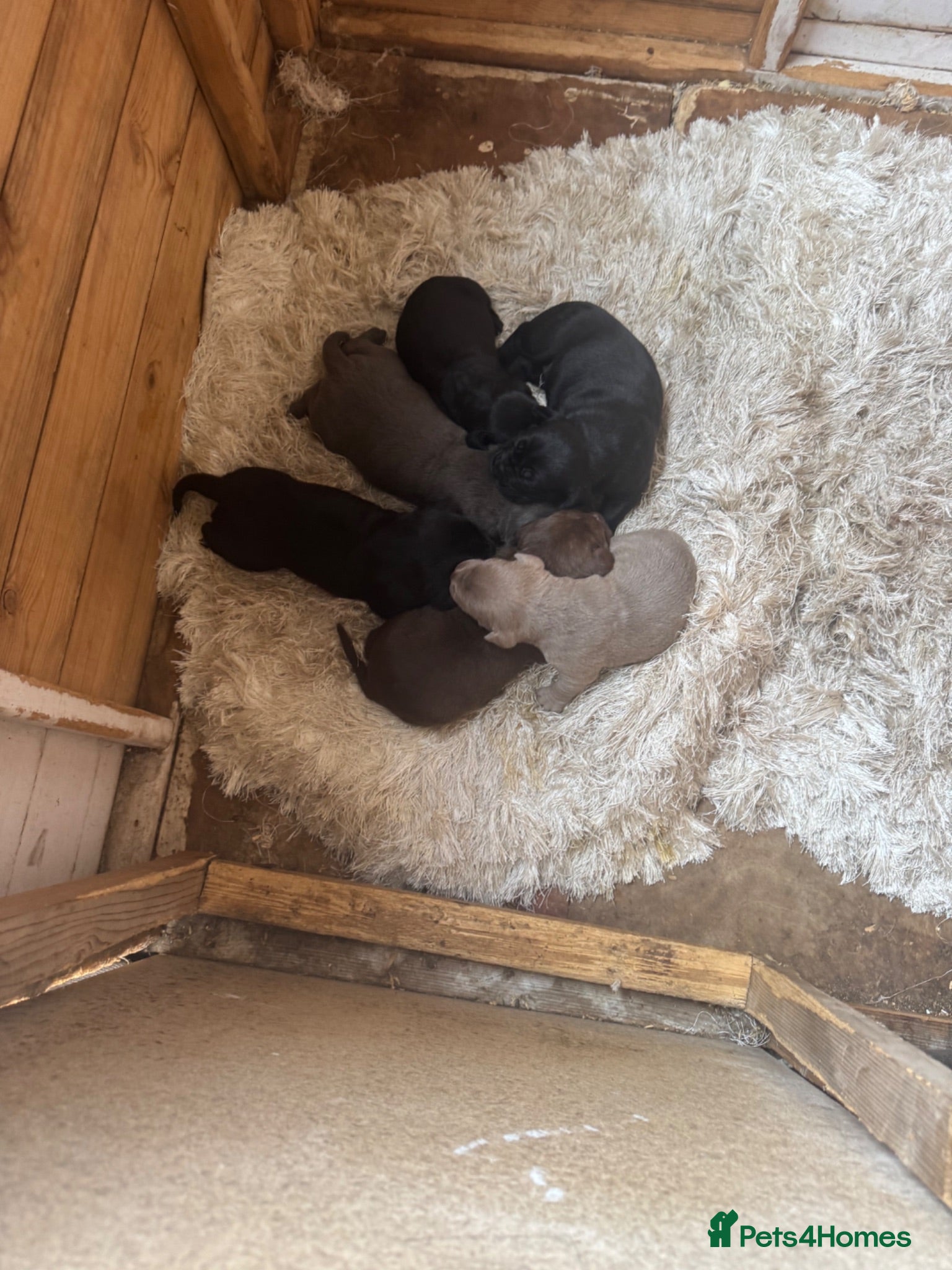 Bandog dogs Bandogge pups  - Advert 2