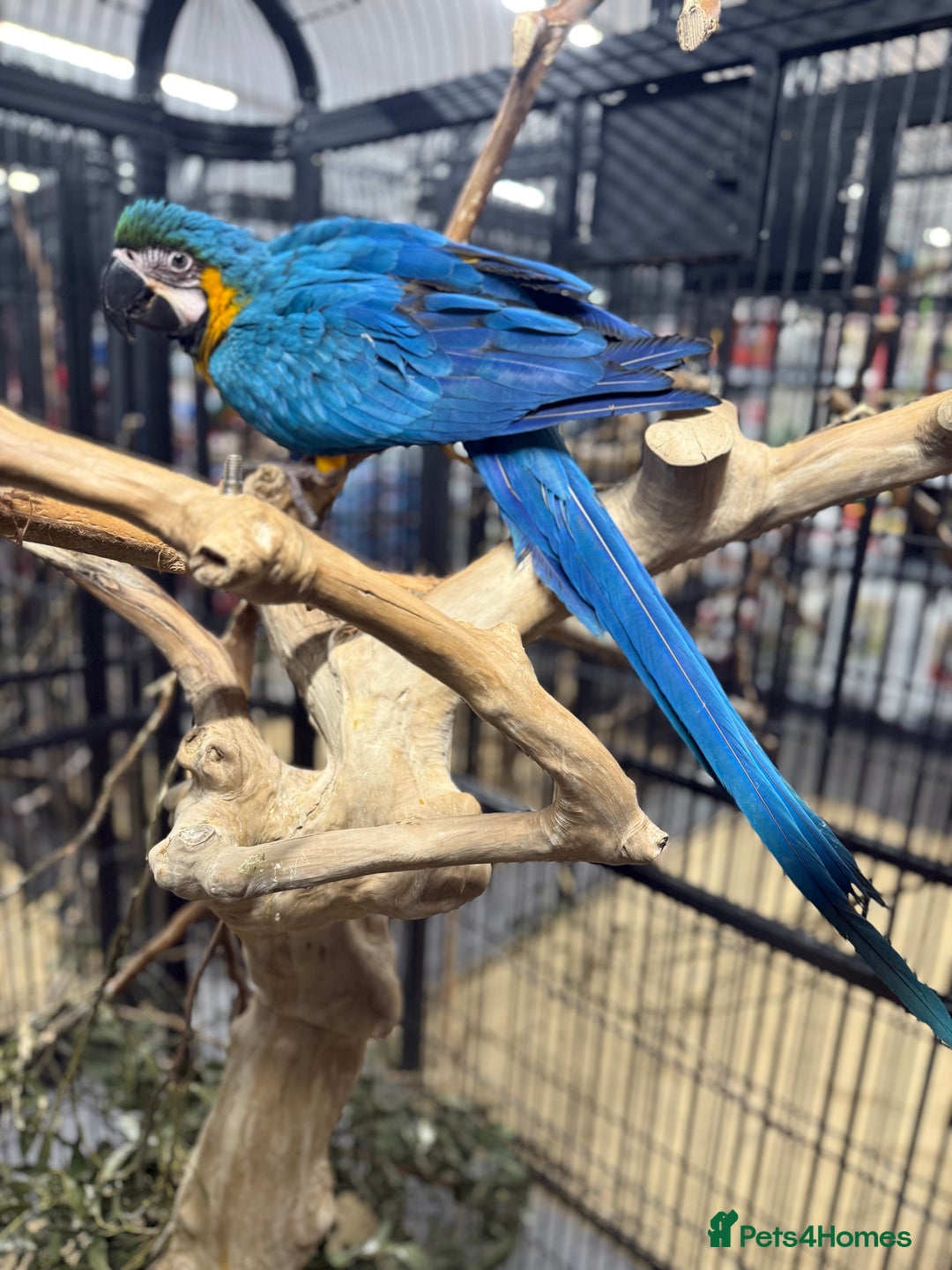 Macaws birds for sale: Beautiful baby handreaded blue and gold macaw  - Advert 5