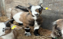 Goats livestock for sale: Hilarious friendly baby Pygmy kids for sale  - Image 14