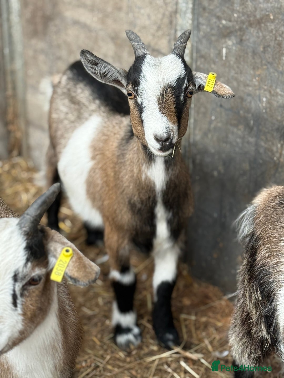 Goats livestock for sale: Hilarious friendly baby Pygmy kids for sale  - Image 14