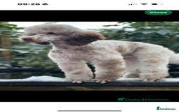 Cockapoo dogs for sale: F1 Cockapoos  - Image 6