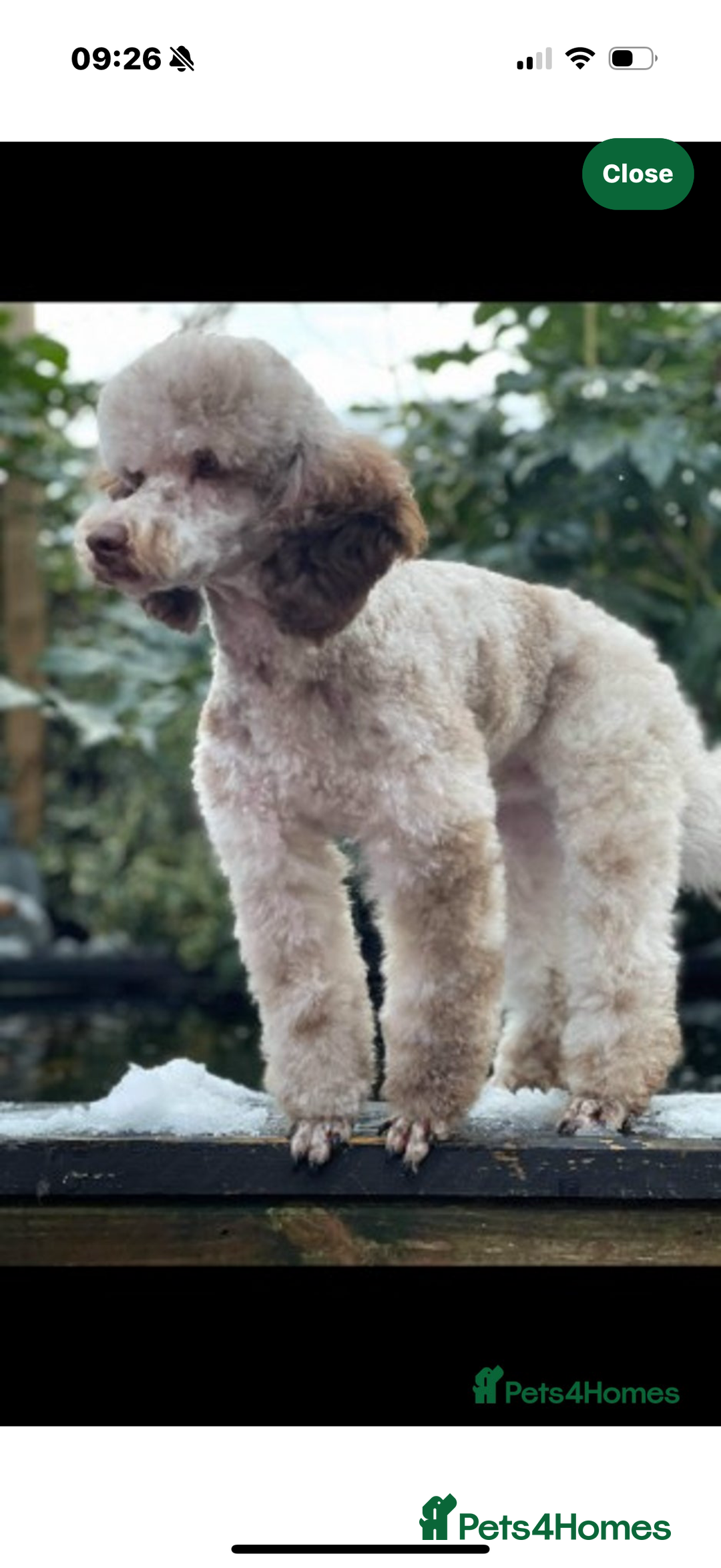 Cockapoo dogs for sale: F1 Cockapoos  - Image 6
