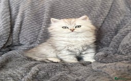 British Longhair cats for sale: Stunning fluffy Maine coon x british longhair  - Image 13