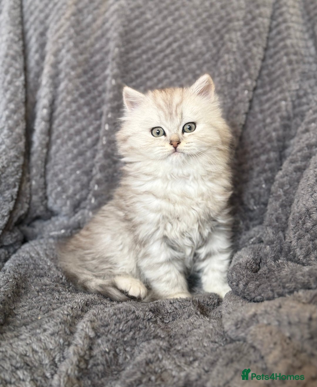 British Longhair cats for sale: Stunning fluffy Maine coon x british longhair  - Image 13
