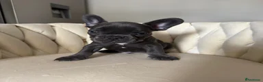 French Bulldog 2
