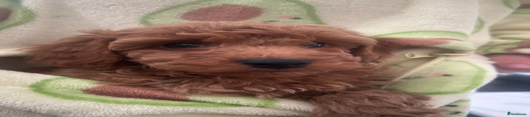Cavapoo Puppy 5