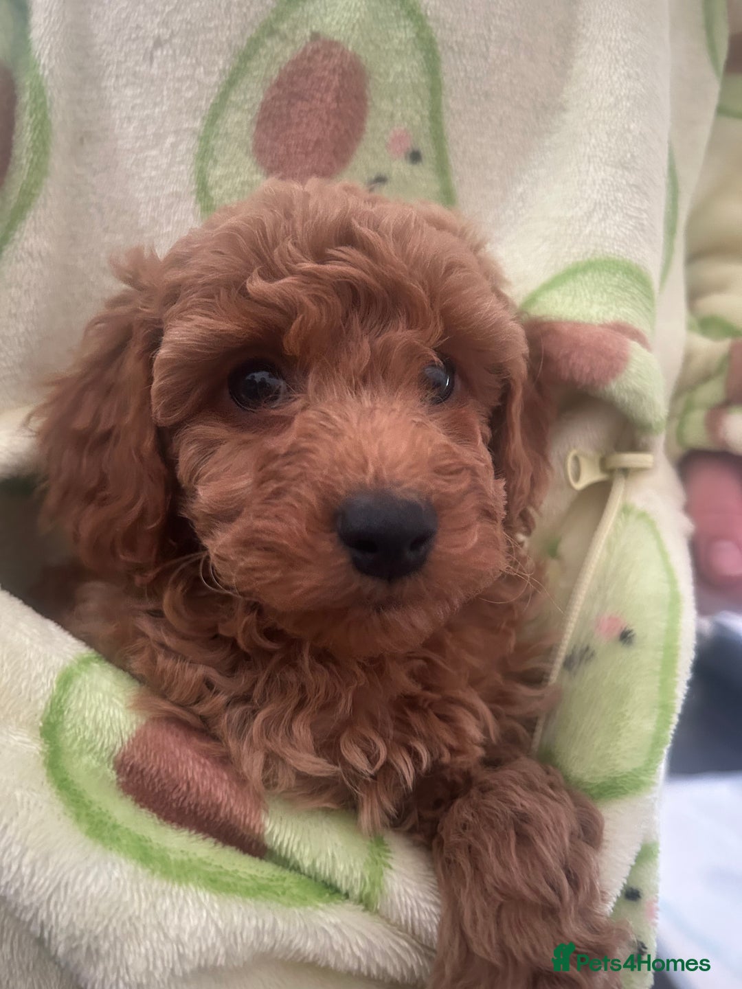Cavapoo dogs for sale: Cavapoo puppies for sale - Image 12