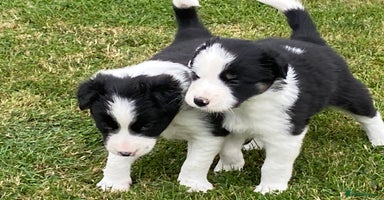 Border Collie dogs - Advert 13