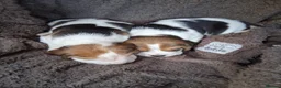 Beagle dogs for sale: Champion Tri-Color Beagles pups! in Doncaster - Advert 9