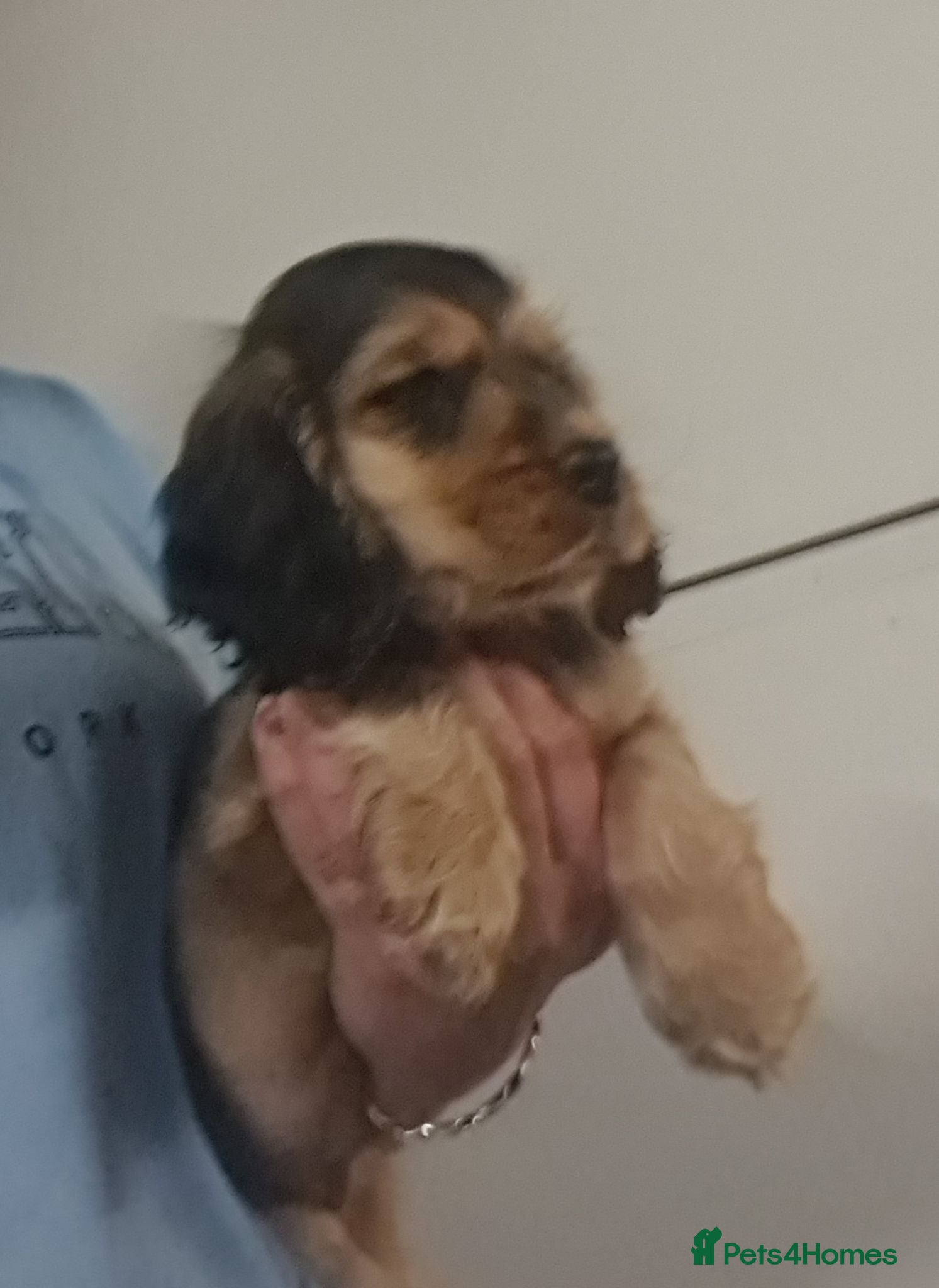 Cocker Spaniel dogs KC Reg Sable Show Type Cocker Spaniels  - Advert 1