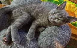 Russian Blue cats for sale: Pure Russian blue kittens( READY TO GO) - Image 7