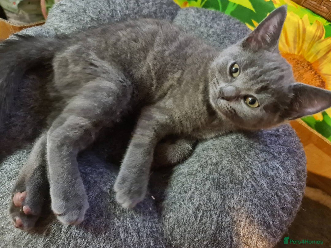 Russian Blue cats for sale: Pure Russian blue kittens( READY TO GO) - Image 7