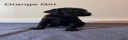 Labrador Retriever dogs for sale: Labrador puppies Black and Red fox - Advert 10