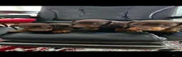 Miniature Dachshund dogs for sale: Miniature dachshund - Advert 5