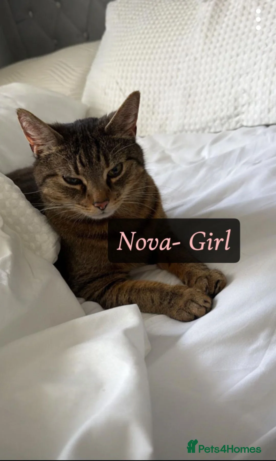 Mixed Breed cats for sale: Two female cats looking for their forever home  - Advert 2