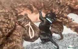 Cockapoo dogs for sale: 🐾 F1B Cockapoo Puppies – DNA Health Tested 🐾 - Image 1