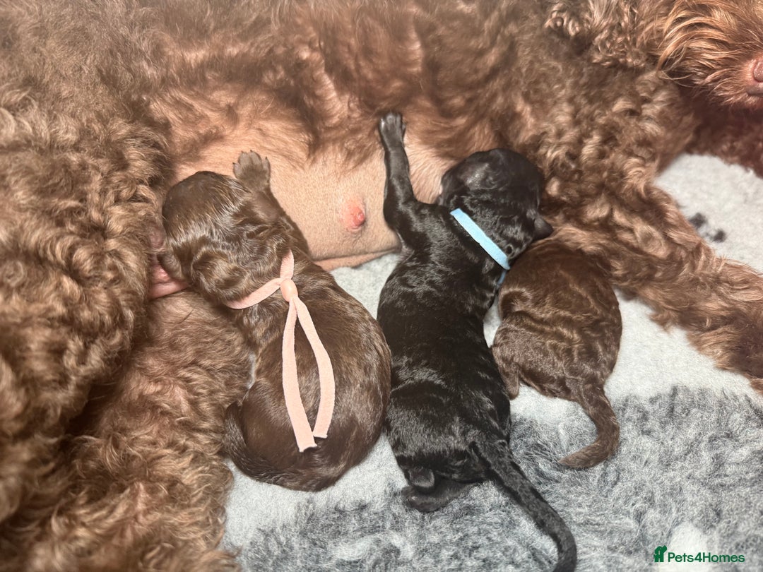 Cockapoo dogs for sale: 🐾 F1B Cockapoo Puppies – DNA Health Tested 🐾 - Image 1