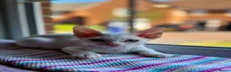Devon Rex cats for sale: Last 2 exceptional Devon Rex kittens available - Advert 25