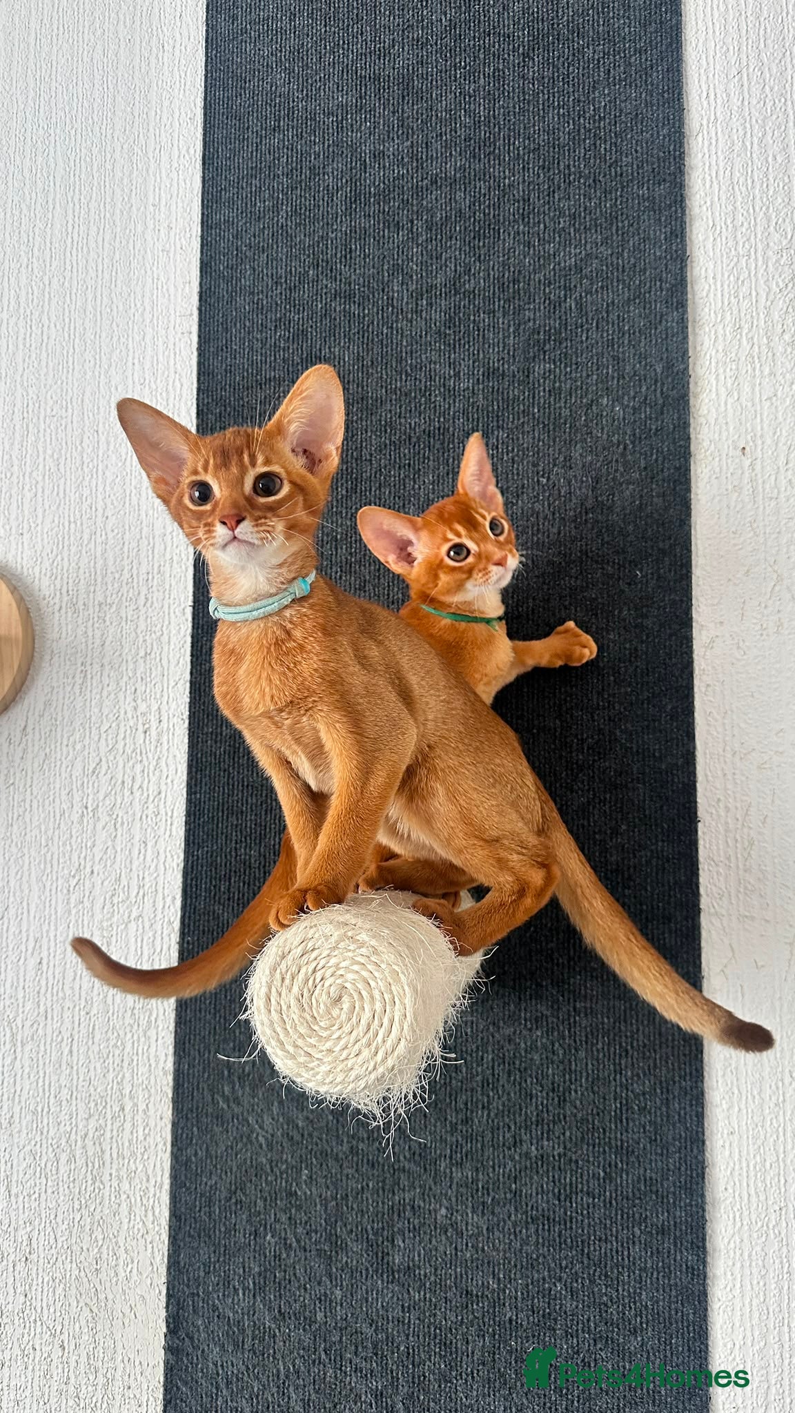 Abyssinian cats Abyssinian kittens  - Advert 1