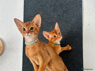 Abyssinian cats Abyssinian kittens - Advert 6