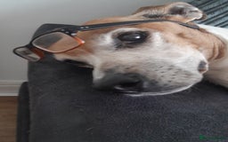 Golden Retriever dogs for sale: Boxer/lurcher rehome - Image 3