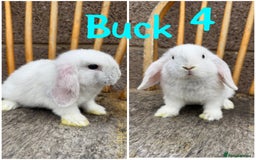 Mini Lop rabbits for sale: Pure breed mini lop male and female  - Image 10