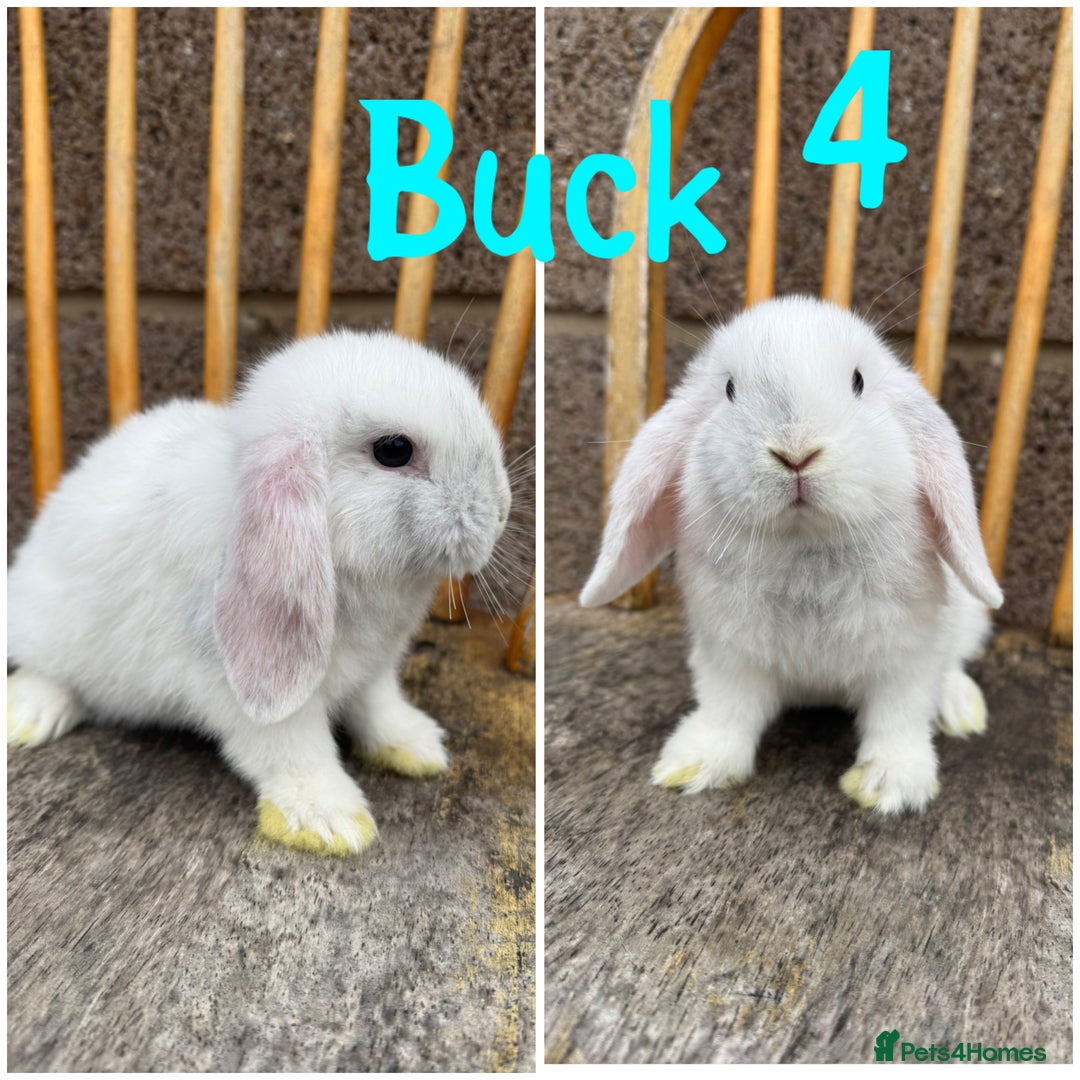 Mini Lop rabbits for sale: Pure breed mini lop male and female  - Image 10