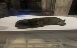 Chow Chow dogs for sale: Rare Chow chow puppies - Image 10