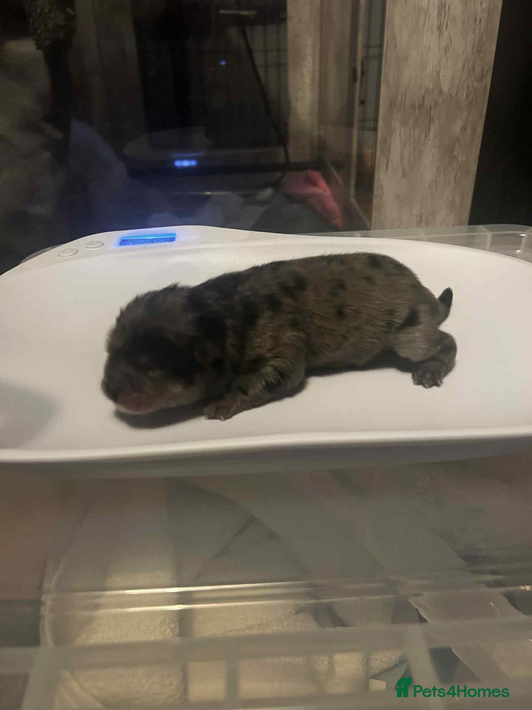 Chow Chow dogs for sale: Rare Chow chow puppies - Image 10