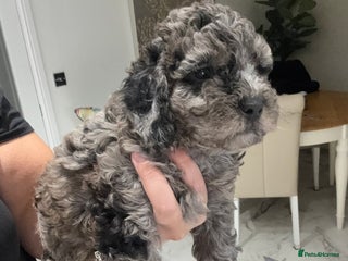 Cockapoo dogs Cockerpoo FB1 ready to leave ** Eve - Advert 2