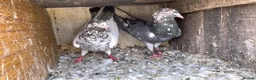 Pigeons birds for sale: Piegons in London - Advert 17
