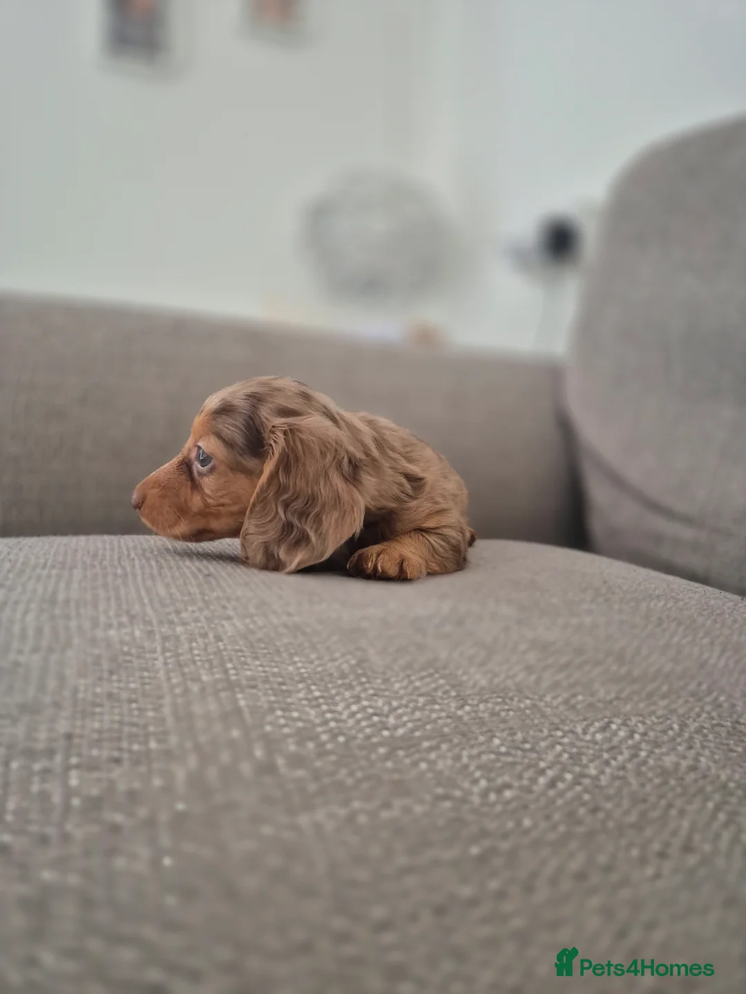 Miniature Dachshund dogs for sale: Miniature dashaund  - Advert 2