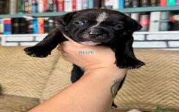 Staffordshire Bull Terrier dogs for sale: Pedigree Staffordshire Bull Terrier Puppies - Image 10