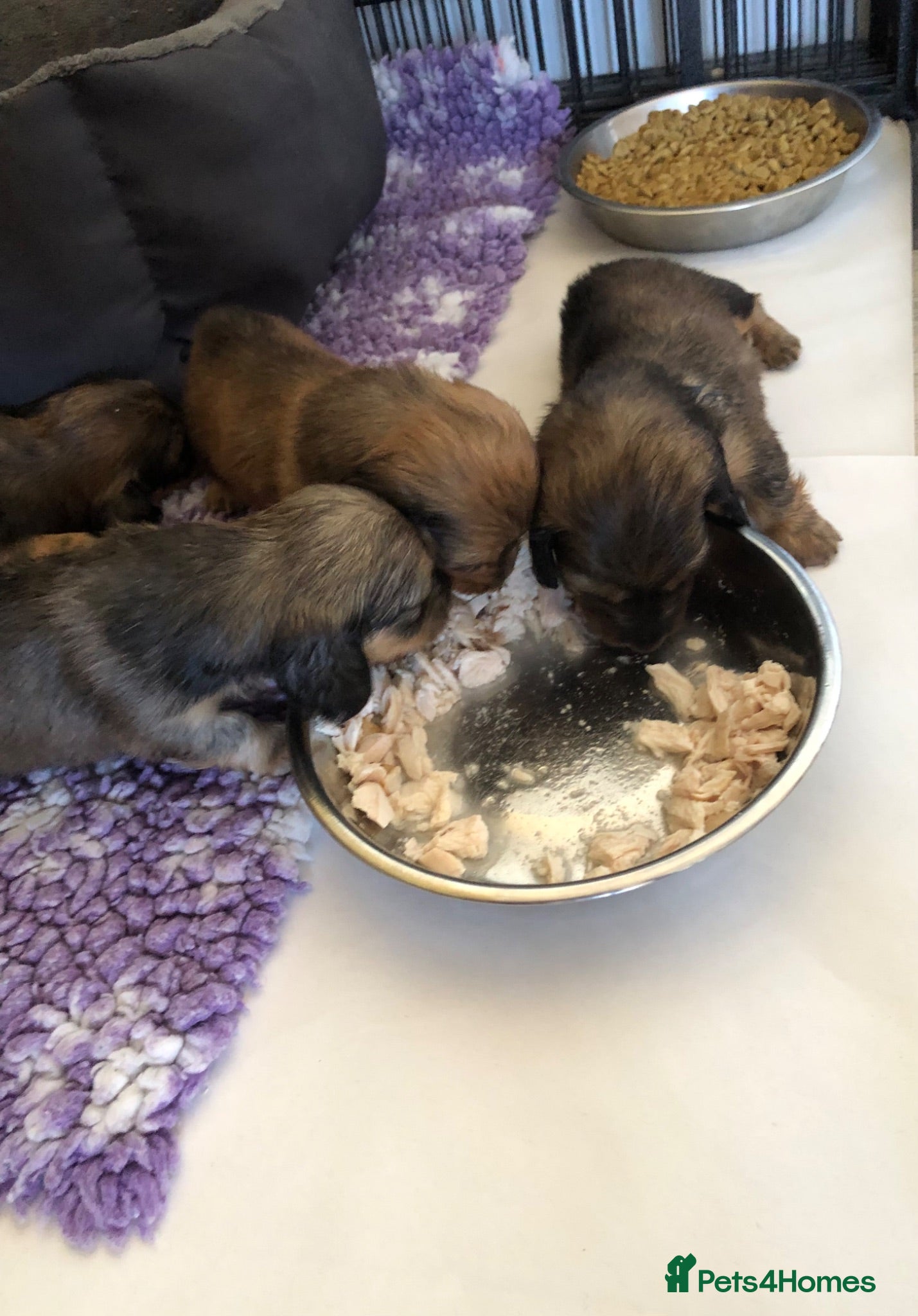 Miniature Dachshund dogs  K.C Reg Miniature Dachshunds L/H - Advert 9