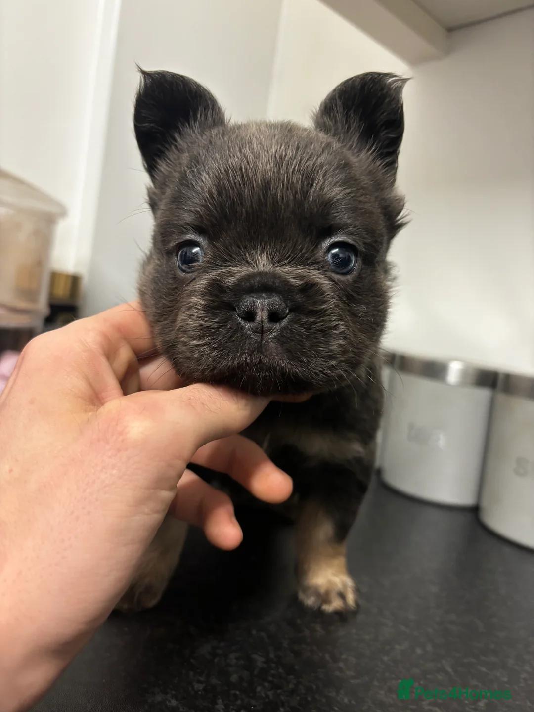 French Bulldog dogs for sale:  2 left 🇫🇷Fluffy french bulldog  - Advert 8