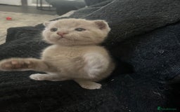 Scottish Fold cats for sale: Scottish fold kittens for sale  - Image 9